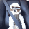 IMG_9120.GIF