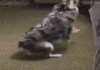 capture.gif