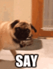 A4B56838-C526-4215-A010-87E6CAE966D0.gif
