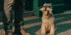 splendid dog gif.gif