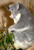 koala-bear-snarling-australia-13181134.jpg
