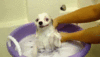 capture.gif