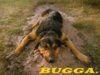 Bugga.jpg