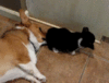 dog-sniffing-butt-gif1.gif