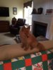 Teddy (1).jpg