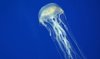 australian-box-jellyfish.jpg