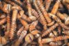 [depositphotos.com] depositphotos_1175823-stock-photo-rusty-screws [e].jpg