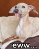 # dog - eww [HASH=767308]#.jpg[/HASH]