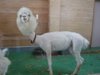 funny-alpacas-with-awesome-amazing-hilarious-hair-20.jpg