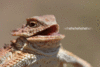 09014A5B-9377-476D-9868-99AC653773A6.gif