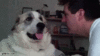 dog2.gif