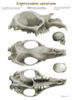 Diprotodon-optatum1000x1500.jpg