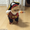 Pirate-Cat.gif