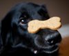 [clipart-library.com] dogs-with-bones 6Ty5MpEGc [e].jpg