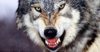 [w.amazon.com] Wolf-Lupo-Ringhia-Wildlife [e].jpg