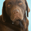 Drooling Labrador [e].gif
