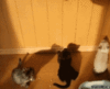 funny-gif-cats-jumping-shadow.gif