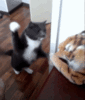 Cat Punching Toy Tiger.gif