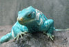 iggy_by_flashcrow_d2lw71w.jpg