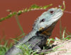 lizzy_by_flashcrow_d2lw6oe.jpg