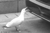 Victor-the-Crazy-Seagull.gif