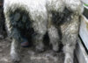 2 sheep dags SM.jpg