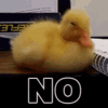 capture.gif
