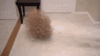 Tumble weed in house.gif