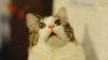 scaredy-cat-4.jpg
