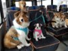 doggo bus.jpg