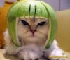 cat-watermelon-helmet.jpg