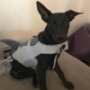 Boy dog.jpg