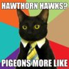 Hawks - Pigeons More Like.jpg