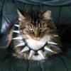 dominatrix cat avatar.jpg