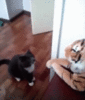 BF14F5A2-292C-414A-B8D2-A545756AAD0F.gif