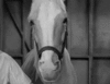 mr ed.gif