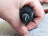 [giphy.com] cute-bird-Rmz48s1EBOjrG.gif
