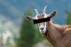 Image result for anonymous goat