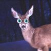deer-in-headlights[1].jpg