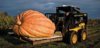 Competitive-vegetables-prize-pumpkin-631.jpg__800x600_q85_crop.jpg