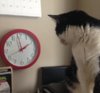 cat-watching-clock[1].jpg