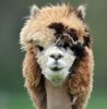 [w.sadanduseless.com] haircuts9 [e].jpg