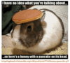 [kevindayhoff.blogspot.com] 20091119-pancakebunny [e].jpg