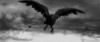 crowsasone.gif