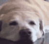 puppy laugh.gif
