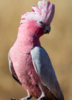 galah.png