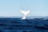 whitewhale.jpg