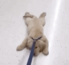 [giphy.com] Dragging GIFs [e].gif
