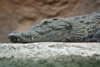 Nile_crocodile_head.jpg
