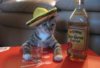 mexican-cat-drinking-tequila-600x450-e1329934054533.jpg